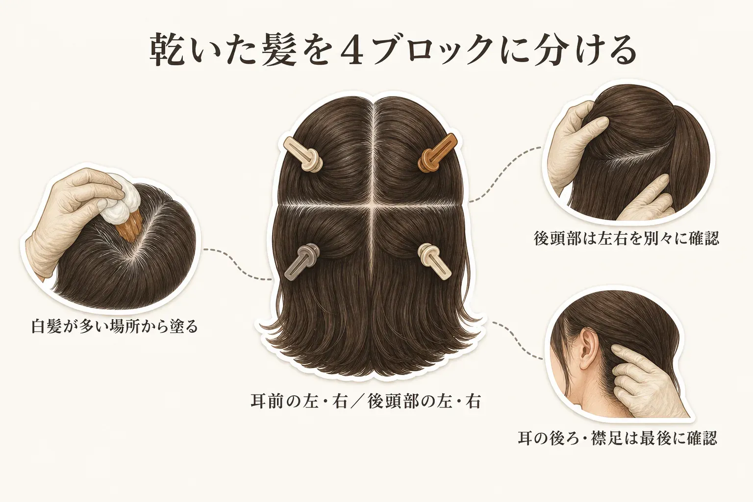 乾いた髪を耳前の左・右、後頭部の左・右の4ブロックに分ける図。白髪が多い場所から塗り、後頭部は左右を別々に確認し、耳の後ろと襟足は最後に確認する流れを示している。